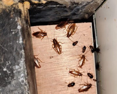 Master – Pest Control for Residential & Commercial, Best Pest Control Service in Pune, Maharashtra