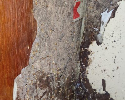 Master – Pest Control for Residential & Commercial, Best Pest Control Service in Pune, Maharashtra