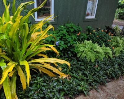 Mr Farmer – Garden service, Plant Nursery, Landscape Designer – Online Gardeners in North Goa