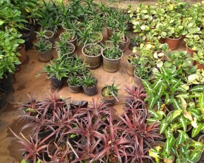 Mr Farmer – Garden service, Plant Nursery, Landscape Designer – Online Gardeners in North Goa