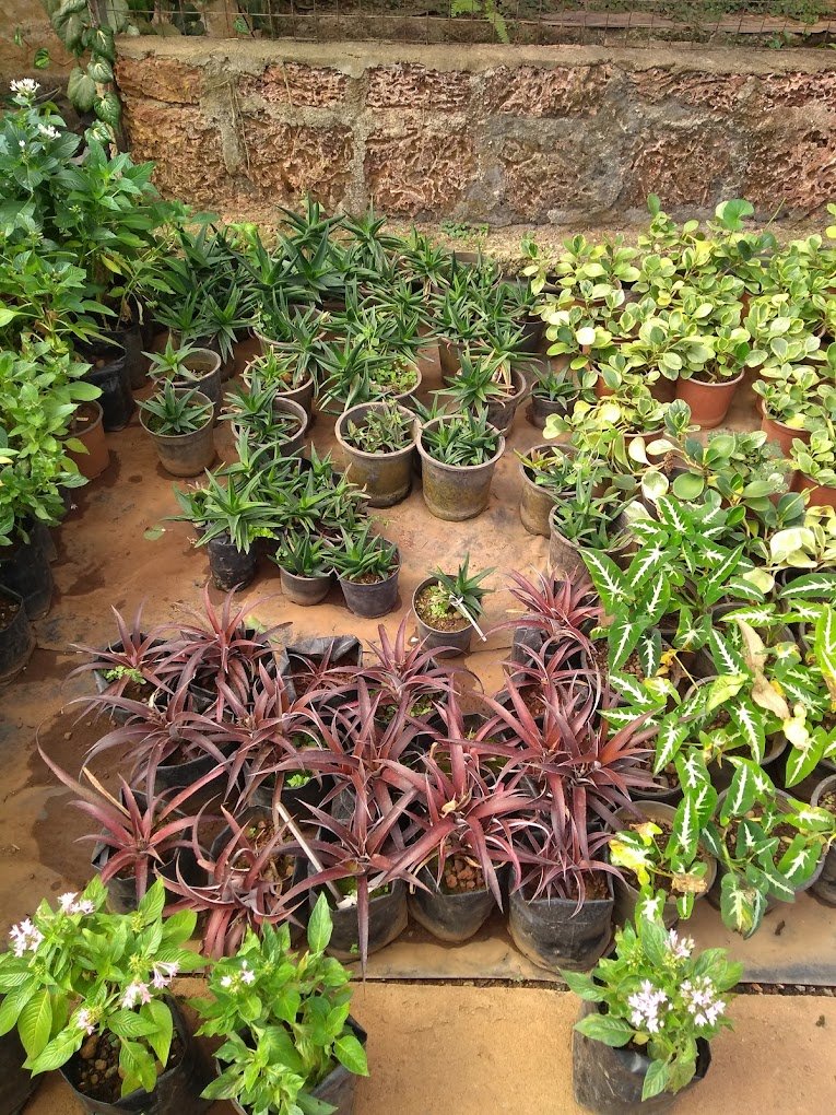 Mr Farmer – Garden service, Plant Nursery, Landscape Designer – Online Gardeners in North Goa