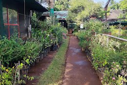 Mr Farmer – Garden service, Plant Nursery, Landscape Designer – Online Gardeners in North Goa