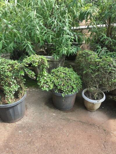 Mr Farmer – Garden service, Plant Nursery, Landscape Designer – Online Gardeners in North Goa