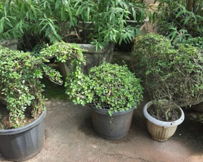 Mr Farmer – Garden service, Plant Nursery, Landscape Designer – Online Gardeners in North Goa