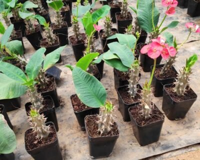 Mr Farmer – Garden service, Plant Nursery, Landscape Designer – Online Gardeners in North Goa