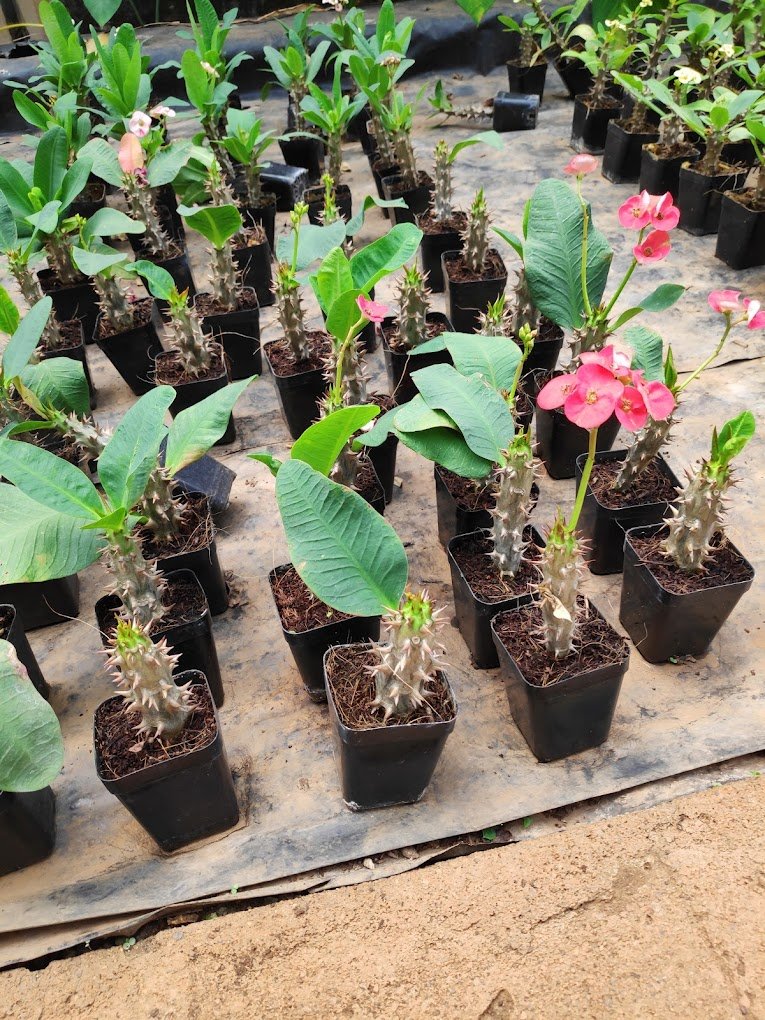 Mr Farmer – Garden service, Plant Nursery, Landscape Designer – Online Gardeners in North Goa