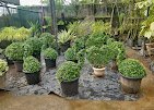 Mr Farmer – Garden service, Plant Nursery, Landscape Designer – Online Gardeners in North Goa