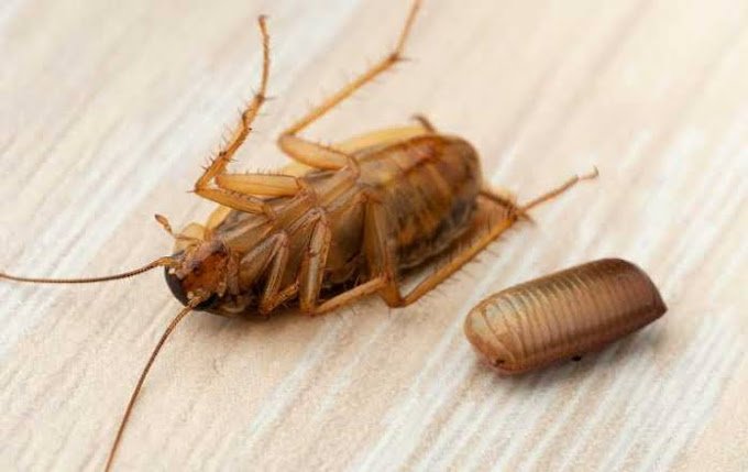 M/s S Ghosh – Pest Control for Residential & Commercial, Best Pest Control Service in Kolkata, West Bengal