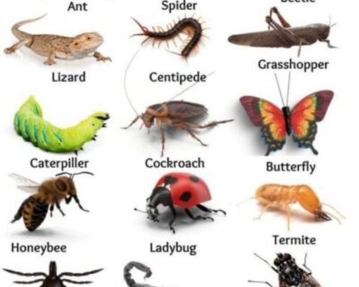 NSK-Aayush-Pest-Control-for-Residential-Commercial-Best-Pest-Control-Service-in-Hyderabad-Telangana-1