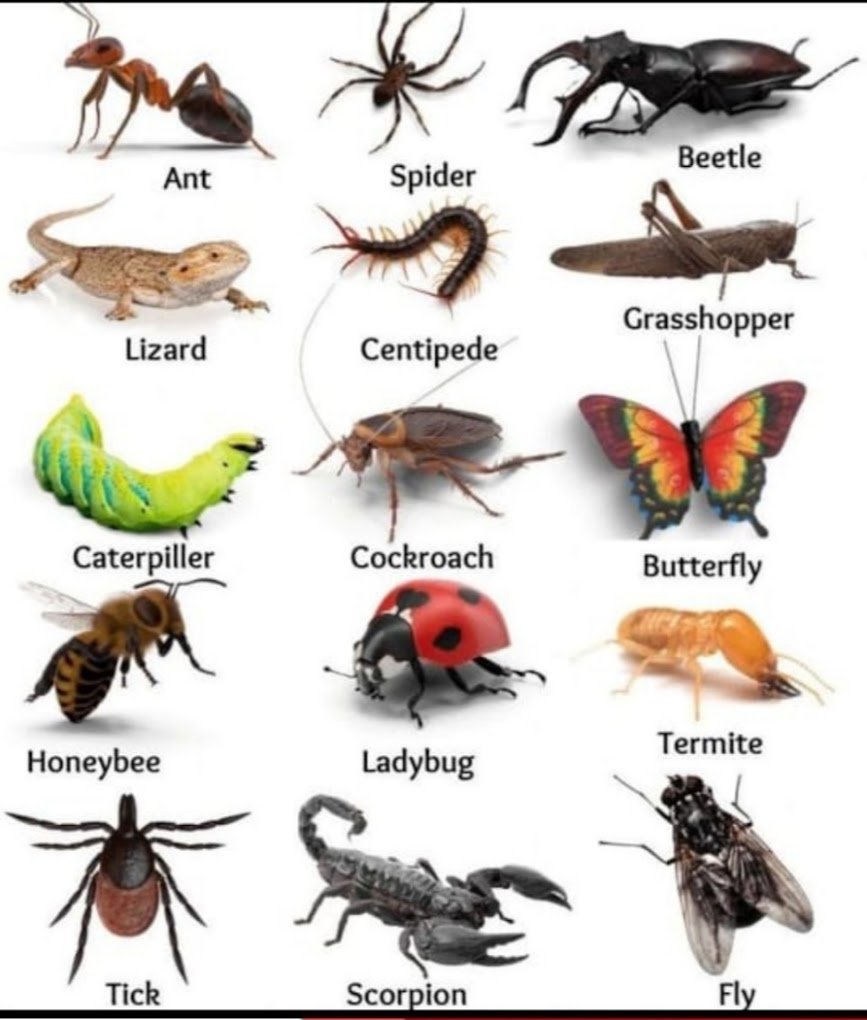 NSK Aayush – Pest Control for Residential & Commercial, Best Pest Control Service in Hyderabad, Telangana