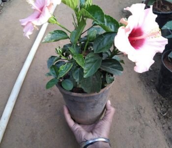 Om Nursery Plant - Online Gardeners in Rohtak, Haryana