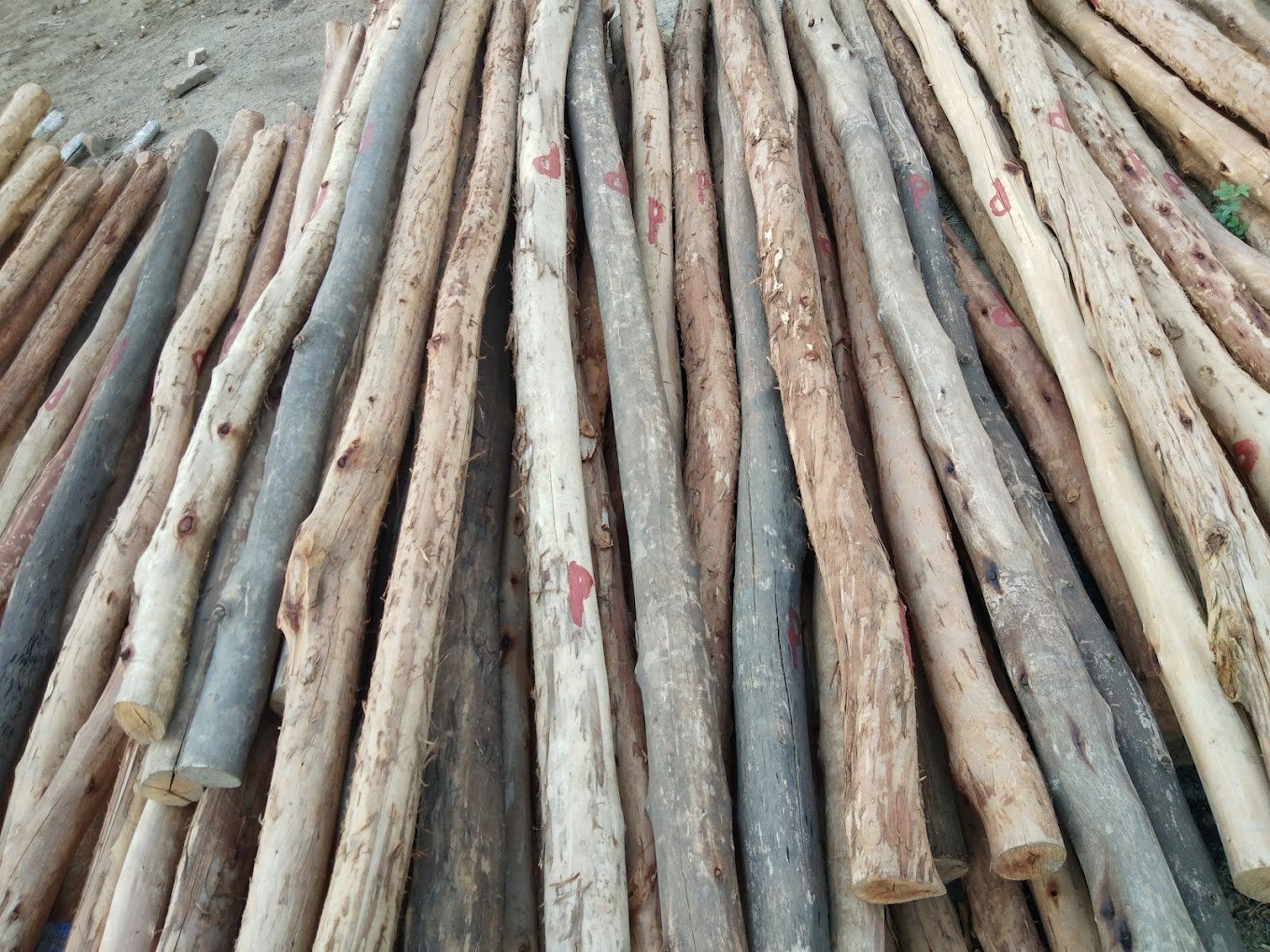 Pal Shuttering Contractors in Orai, Uttar Pradesh