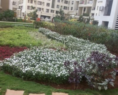 Patel Gardening Services – Plant Nursery, Landscape Designer – Online Gardeners in  Aurangabad, Maharashtra