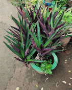 Plant Care (Bhanu Prakash), Garden service, Plant Nursery – Online Gardeners in Gaya, Bihar