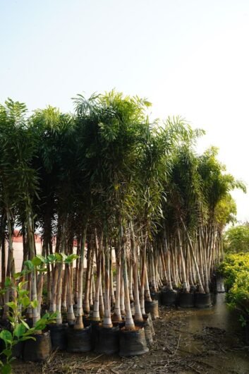 Prakriti – Plant Nursery, Landscaping & Gardening – Online Gardeners in Bhopal, Madhya Pradesh
