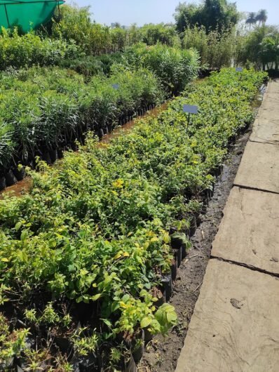 Prakriti – Plant Nursery, Landscaping & Gardening – Online Gardeners in Bhopal, Madhya Pradesh