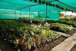 Prakriti – Plant Nursery, Landscaping & Gardening – Online Gardeners in Bhopal, Madhya Pradesh
