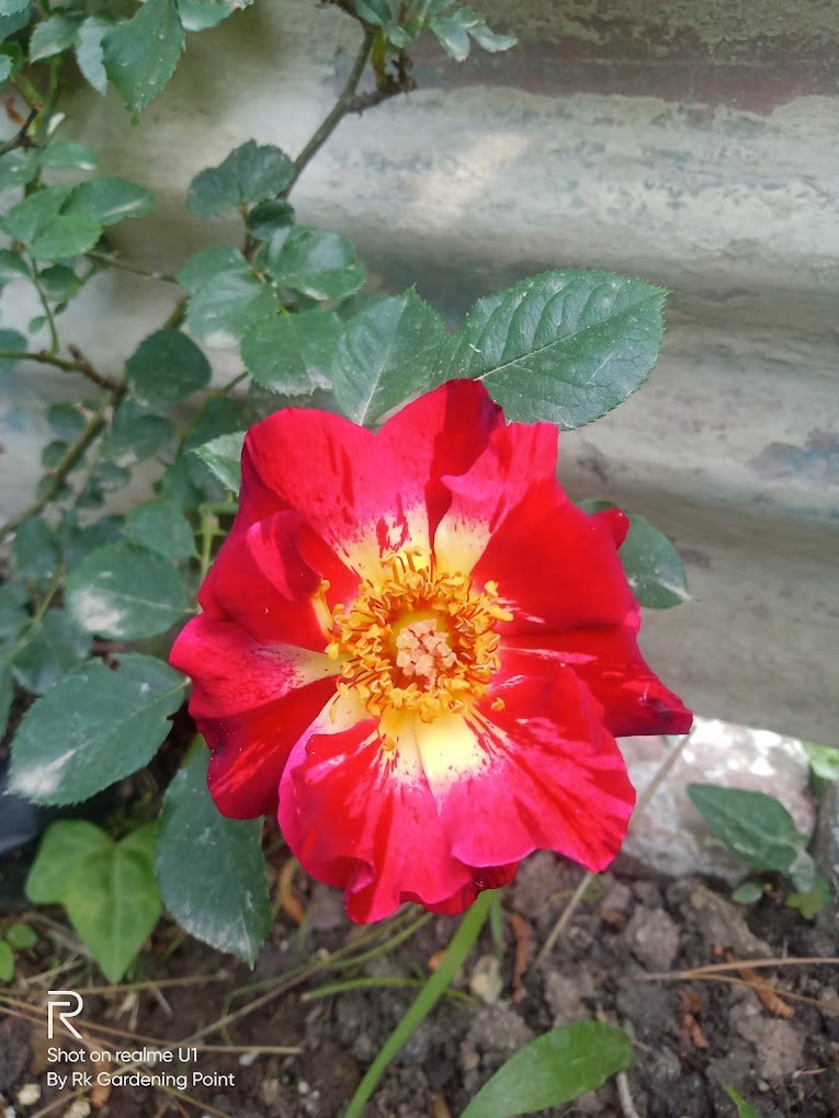 RK Gardening Point – Plant Nursery, Online Gardeners in Solan, Himachal Pradesh