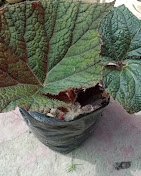 RK Gardening Point – Plant Nursery, Online Gardeners in Solan, Himachal Pradesh