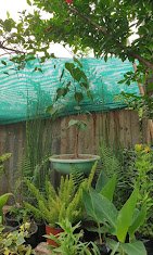 RK Gardening Point – Plant Nursery, Online Gardeners in Solan, Himachal Pradesh