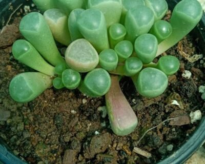 RK-Gardening-Point-Plant-Nursery-Online-Gardeners-in-Solan-Himachal-Pradesh6