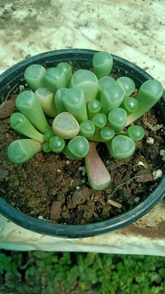 RK Gardening Point – Plant Nursery, Online Gardeners in Solan, Himachal Pradesh