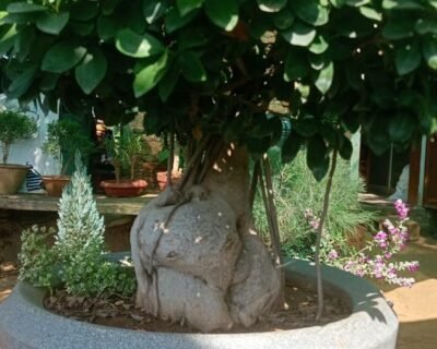 RR – Online Gardeners in Jaipur, Rajasthan