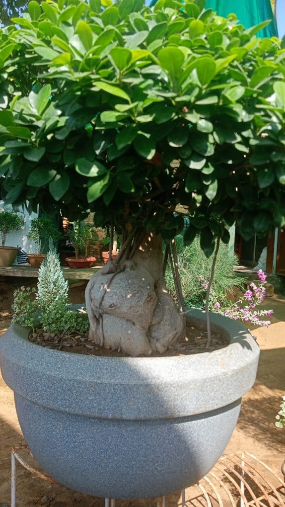 RR – Online Gardeners in Jaipur, Rajasthan