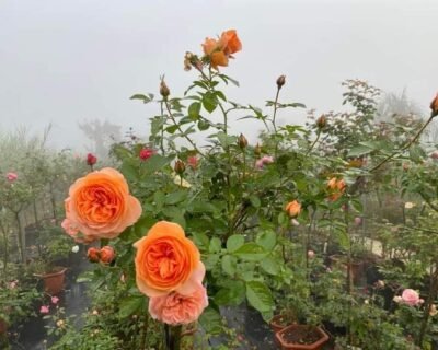 RR – Online Gardeners in Jaipur, Rajasthan