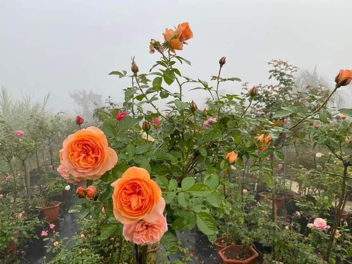 RR – Online Gardeners in Jaipur, Rajasthan