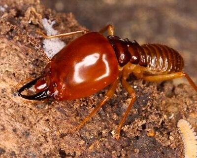 Rajdhani – Pest Control for Residential & Commercial, Best Pest Control Service in Noida, Uttar Pradesh