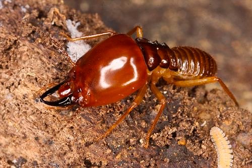 Rajdhani – Pest Control for Residential & Commercial, Best Pest Control Service in Noida, Uttar Pradesh