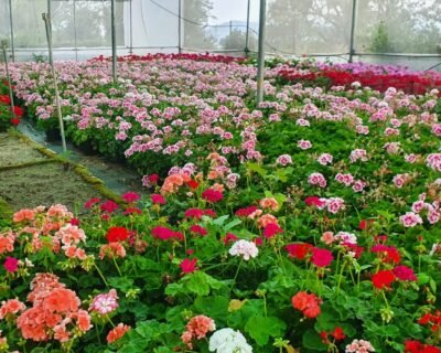 Riyaz Nursery – Nursery Plant, Online Gardeners in Srinagar, Jammu & Kashmir