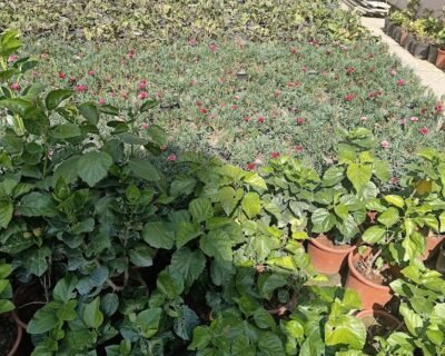 Riyaz Nursery – Nursery Plant, Online Gardeners in Srinagar, Jammu & Kashmir