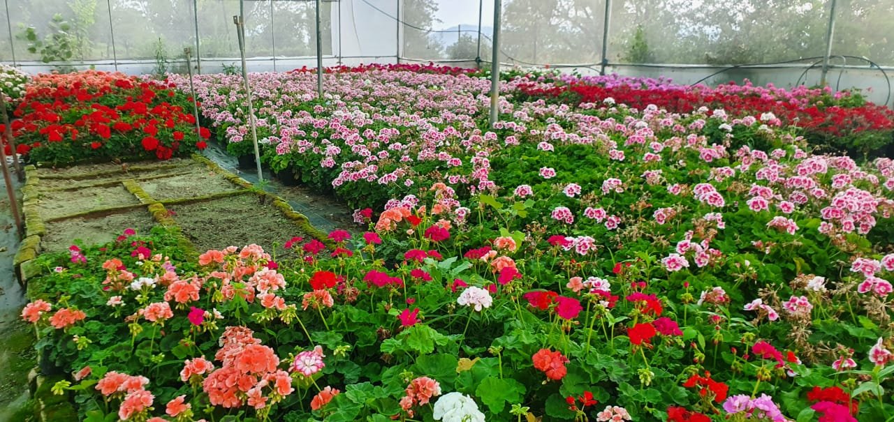 Riyaz Nursery – Nursery Plant, Online Gardeners in Srinagar, Jammu & Kashmir