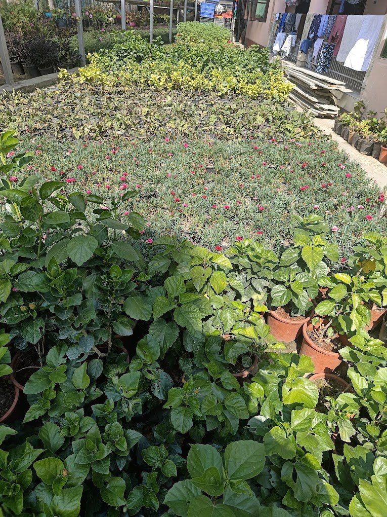 Riyaz Nursery – Nursery Plant, Online Gardeners in Srinagar, Jammu & Kashmir