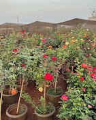 Riyaz Nursery – Nursery Plant, Online Gardeners in Srinagar, Jammu & Kashmir