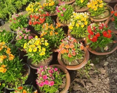 Riyaz Nursery – Nursery Plant, Online Gardeners in Srinagar, Jammu & Kashmir