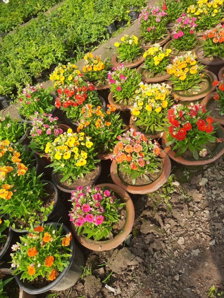 Riyaz Nursery – Nursery Plant, Online Gardeners in Srinagar, Jammu & Kashmir