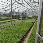 Riyaz Nursery – Nursery Plant, Online Gardeners in Srinagar, Jammu & Kashmir