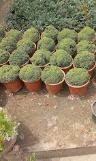 Riyaz Nursery – Nursery Plant, Online Gardeners in Srinagar, Jammu & Kashmir