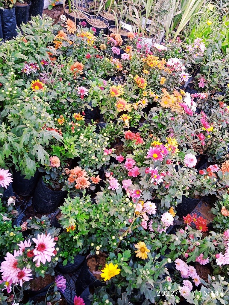 Rudra Organics Garden & Plant Nursery – Online Gardeners in Raigarh, Chhattisgarh