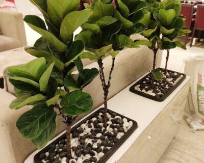 Rudra Organics Garden & Plant Nursery – Online Gardeners in Raigarh, Chhattisgarh