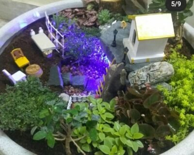 SSV – Garden service, Plant Nursery, Landscape Designer – Online Gardeners in Visakhapatnam, Andhra Pradesh