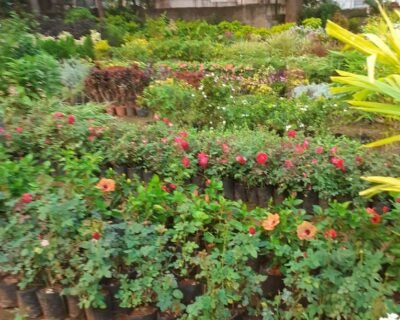 SSV – Garden service, Plant Nursery, Landscape Designer – Online Gardeners in Visakhapatnam, Andhra Pradesh