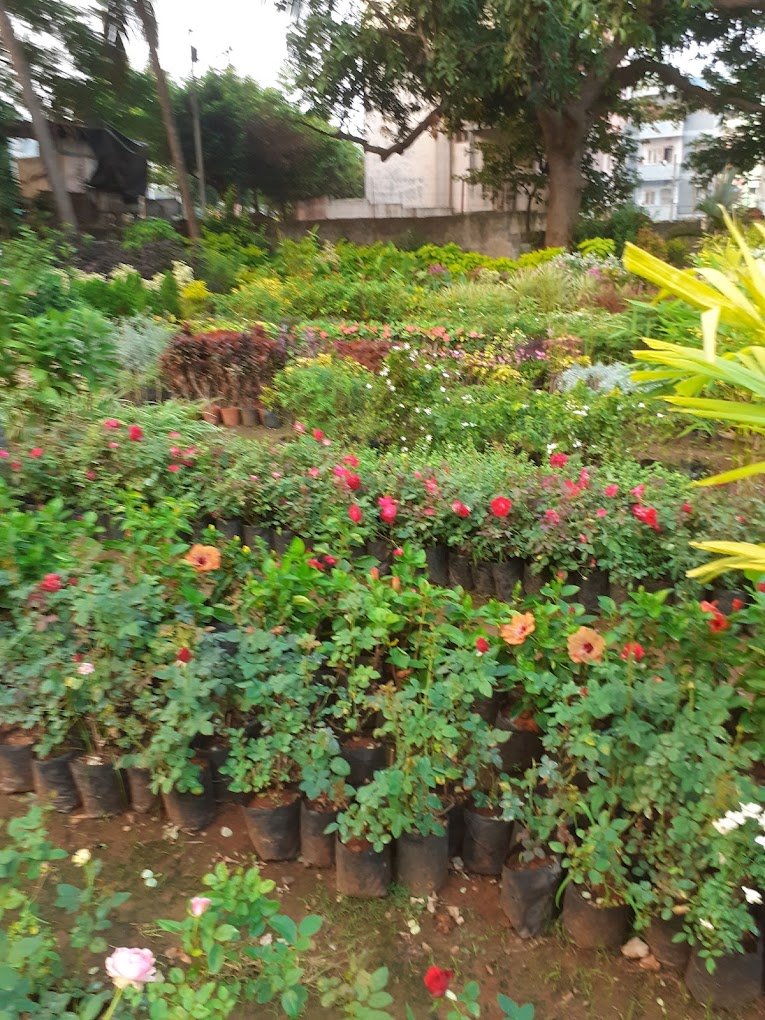 SSV – Garden service, Plant Nursery, Landscape Designer – Online Gardeners in Visakhapatnam, Andhra Pradesh