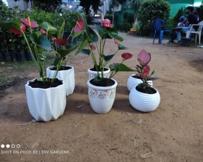 SSV – Garden service, Plant Nursery, Landscape Designer – Online Gardeners in Visakhapatnam, Andhra Pradesh