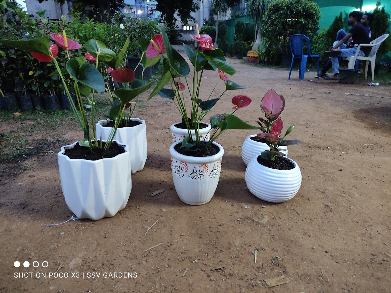 SSV – Garden service, Plant Nursery, Landscape Designer – Online Gardeners in Visakhapatnam, Andhra Pradesh