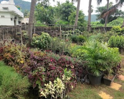 SSV – Garden service, Plant Nursery, Landscape Designer – Online Gardeners in Visakhapatnam, Andhra Pradesh