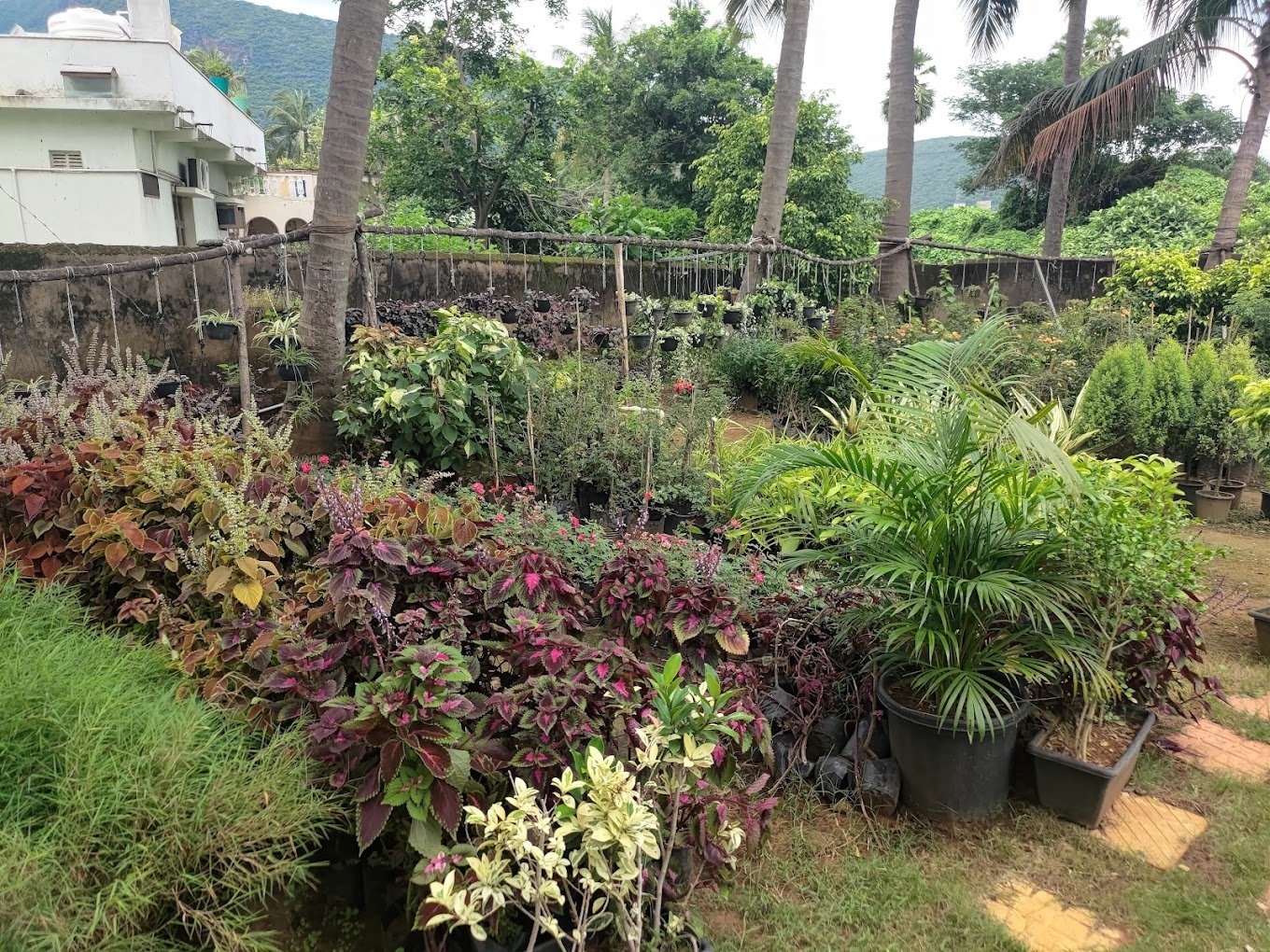 SSV – Garden service, Plant Nursery, Landscape Designer – Online Gardeners in Visakhapatnam, Andhra Pradesh